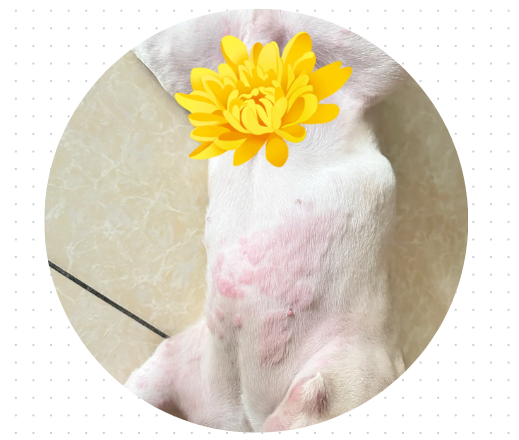 狗狗屁股红肿涂什么药？