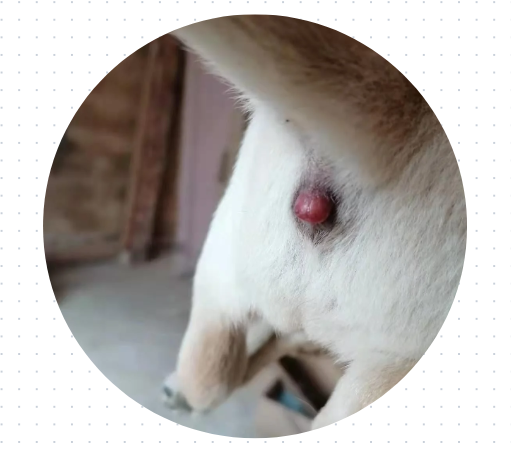 狗狗屁股红肿