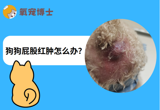 狗狗屁股红肿是怎么回事？