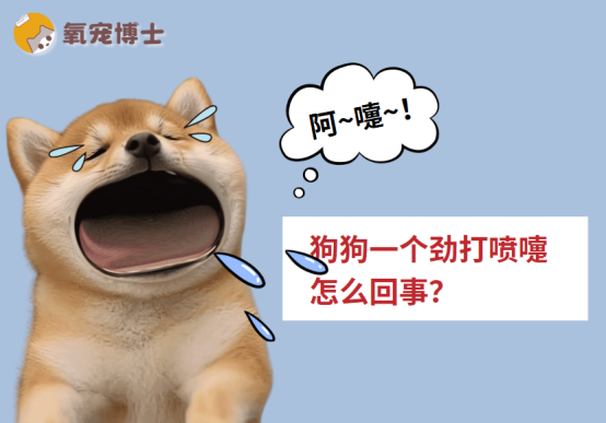狗狗一个劲打喷嚏怎么回事？