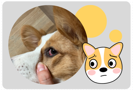 狗狗眼睛发红的原因