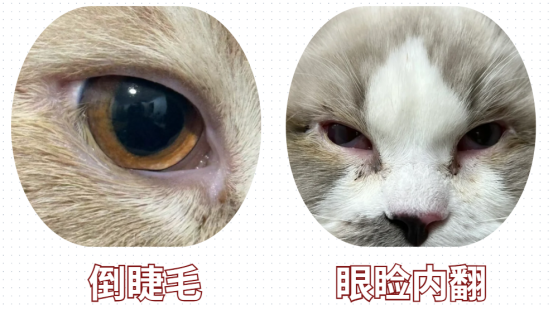 猫有眼屎流泪怎么办？