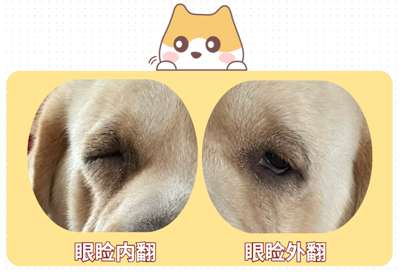 猫咪流眼泪分泌物多怎么治疗