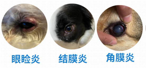 狗狗结膜炎