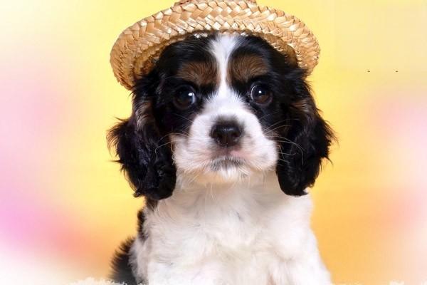 犬瘟热初期症状表现 狗瘟早期症状