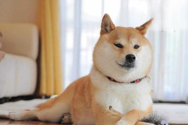 狗狗嘴流粘液是犬瘟吗
