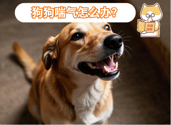 狗狗喘气喘得厉害怎么办？
