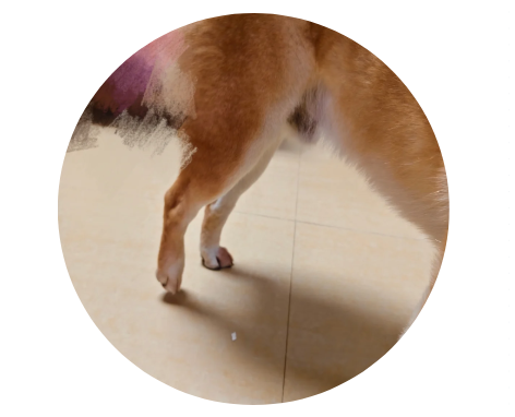 狗狗后腿扭伤
