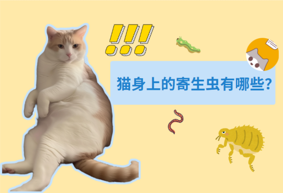猫咪寄生虫有哪些？