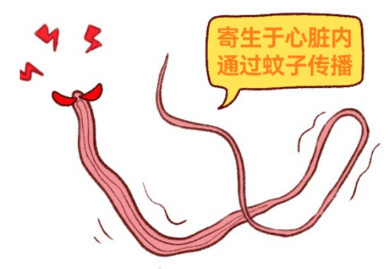猫咪感染心丝虫的症状