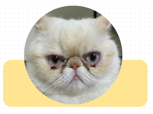 猫咪眼角有褐色分泌物用什么药？