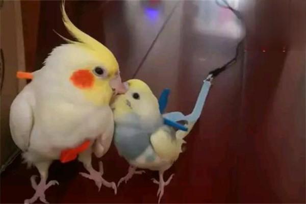 鹦鹉生病的常见信号