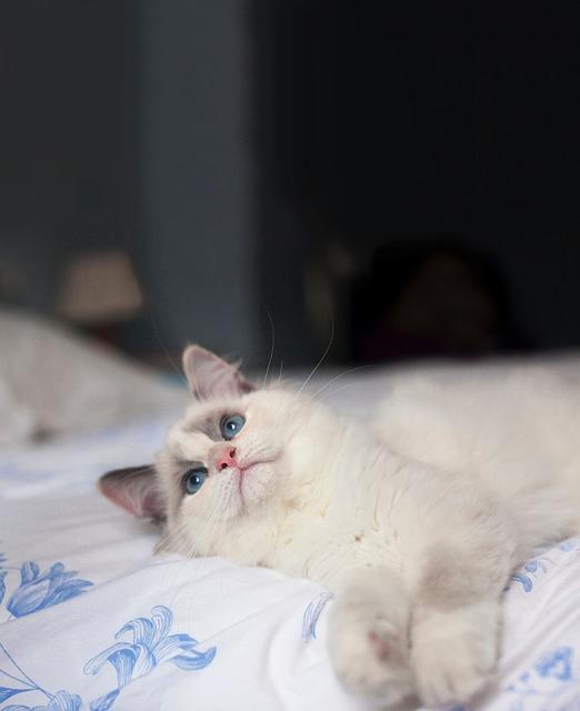 猫掉毛原因