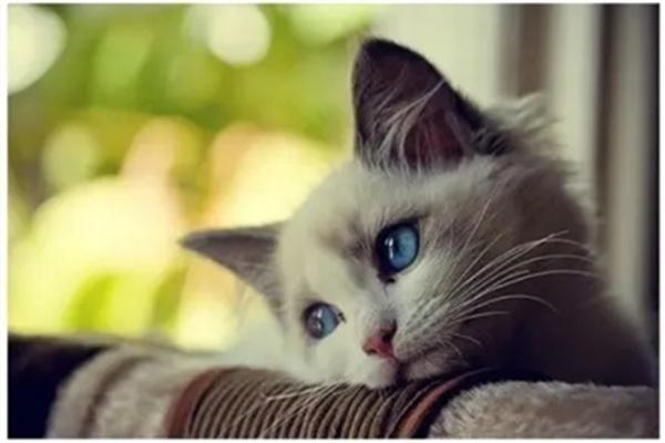 猫咪老年痴呆的症状有哪些？