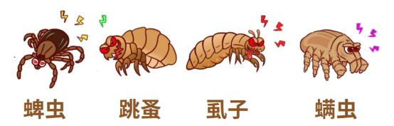 猫咪体外寄生虫