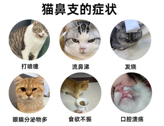 猫鼻支症状