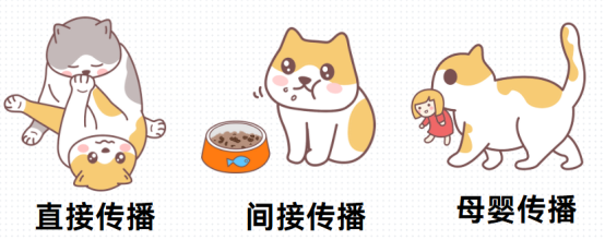 猫鼻支的治疗方案
