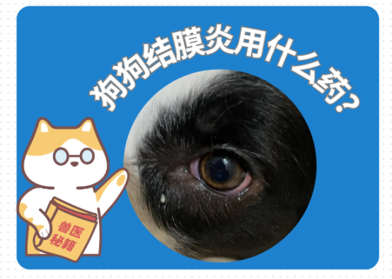 狗狗结膜炎用什么药最管用？