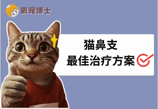 猫鼻支最佳治疗方案