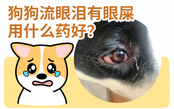 狗狗流眼泪有眼屎用什么药好？