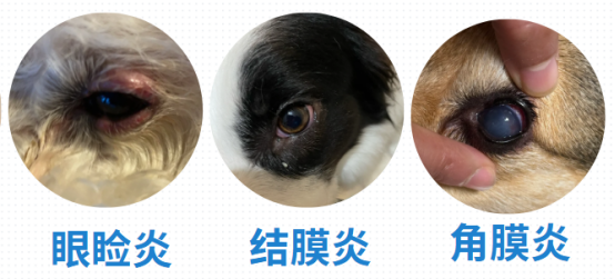狗狗流眼泪有眼屎怎么办？