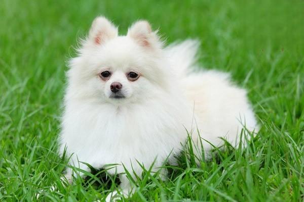 茶杯犬最便宜多少钱