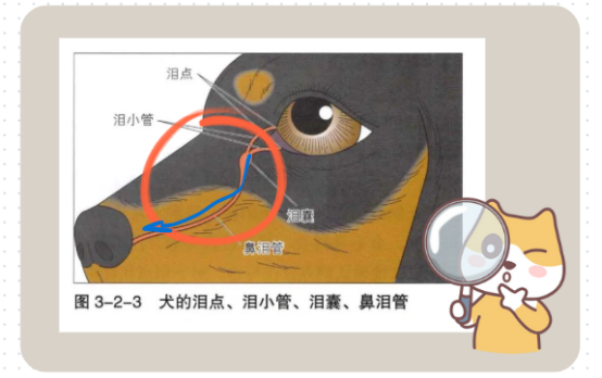 狗狗流眼泪有眼屎