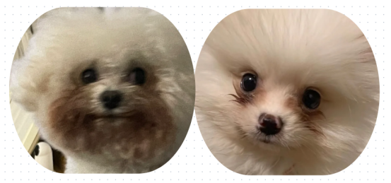 狗狗流眼泪有眼屎是什么原因？