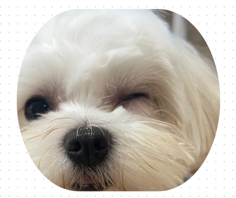狗狗流眼泪有眼屎用什么药？