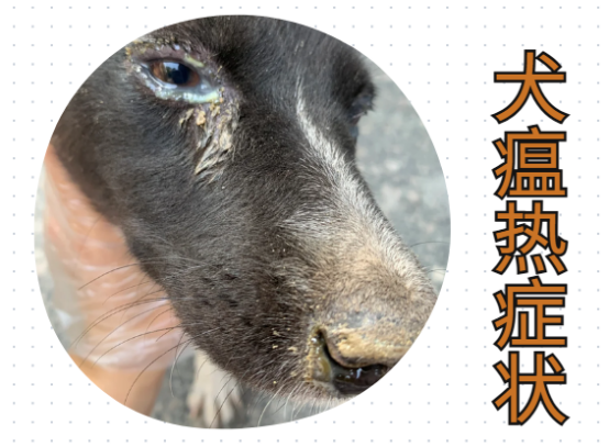 狗狗流眼泪有眼屎怎么治疗？