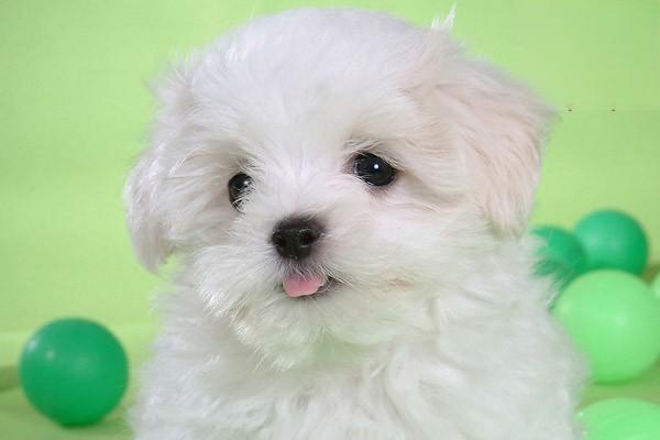波士顿梗犬和法斗的区别