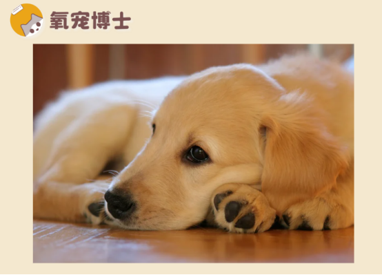 狗狗感冒不吃不喝没精神怎么办？