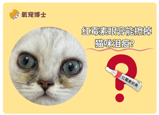 猫咪去泪痕用红霉素眼膏