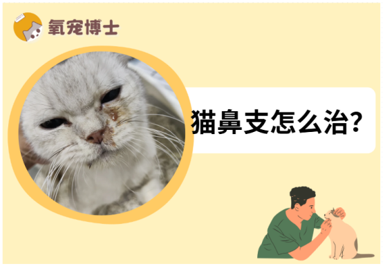 大猫猫鼻支怎么治疗？