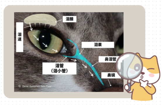 猫咪泪痕是怎么形成的？