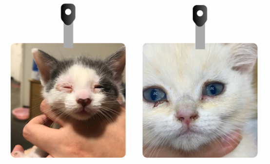 猫鼻支怎么治疗