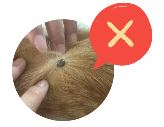 怎样彻底清除狗狗身上的蜱虫？