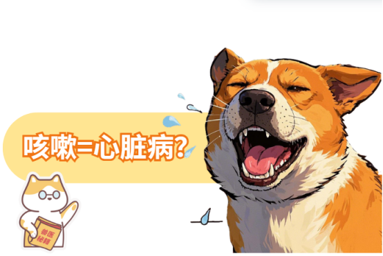 狗狗咳嗽和心脏有关系吗