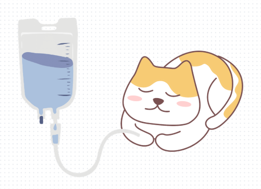 猫鼻支的治疗方法
