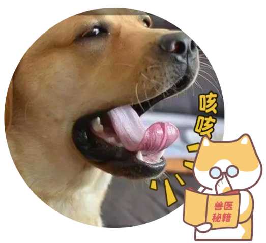 狗狗咳嗽和心脏病有关吗