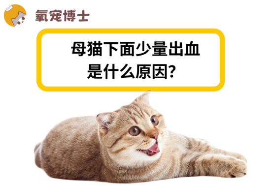母猫下面出血的原因