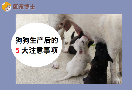 狗狗生产后的5大注意事项