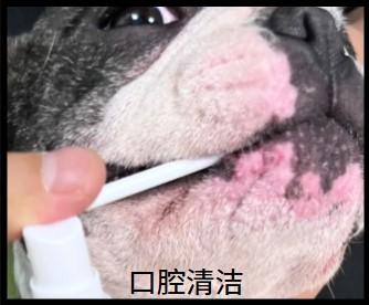 狗狗牙龈溃烂不用慌，专业指南来帮忙！