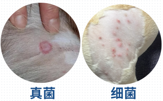 狗狗经常抓痒怎么回事