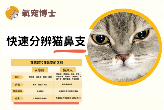 猫鼻支有什么表现