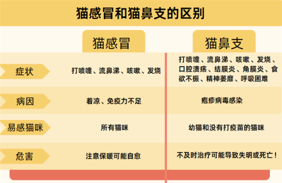 猫咪流黄鼻涕是怎么回事？