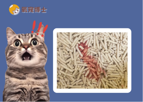 公猫尿血是怎么回事？