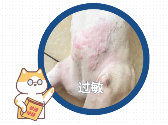 狗狗经常抓痒