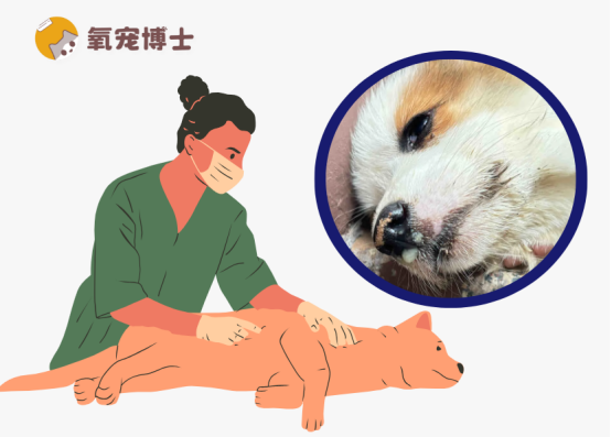 宠物狗感冒了可以吃人的感冒药吗？
