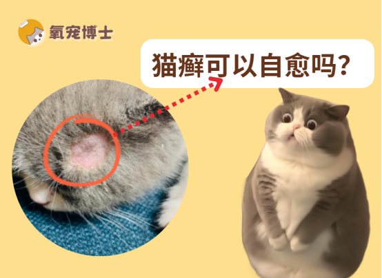 猫癣可以自愈吗？
